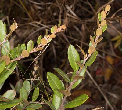 Chamaedaphne calycu