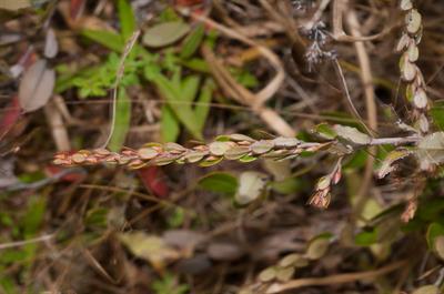 چرم‌برگ باتلاقی