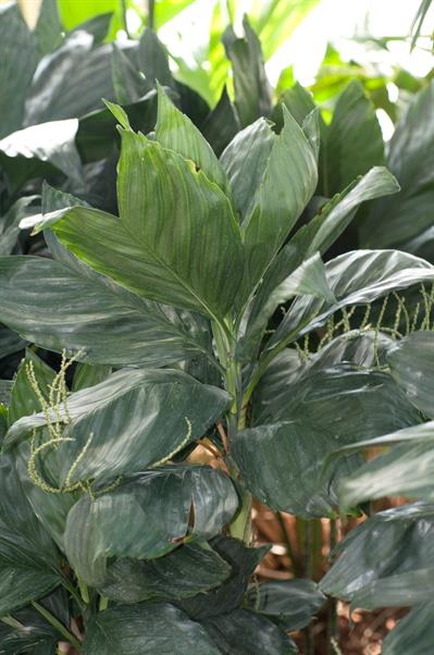 Chamaedorea metallic
