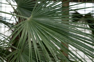 Chamaerops humilis - شاماروپس هامیلیس
