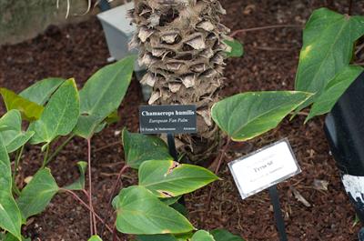 Chamaerops humilis - شاماروپس هامیلیس
