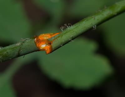 Chelidonium majus