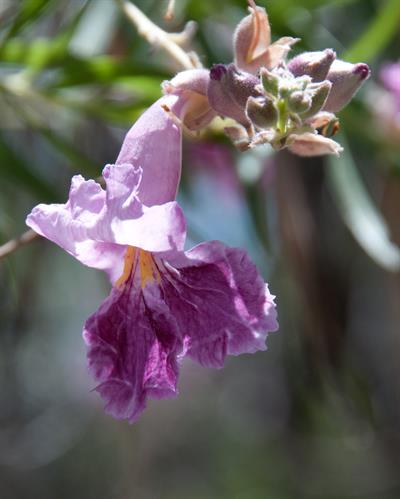 Chilopsis linearis