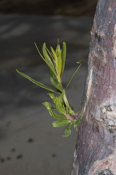 Chilopsis linearis s