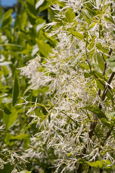 Chinese fringetree، بومی زاپن، کره و تایوان