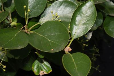 the Chinese fringetree