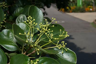 Chionanthus retusus - درخت ریش‌سفید چینی