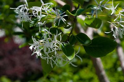 Chinese fringe tree