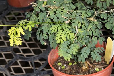 Chloroleucon tortum - کلرولئوکن پیچ‌خورده