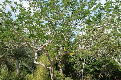 Chloroleucon tortum - کلرولئوکن پیچ‌خورده