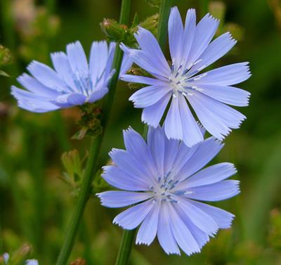 Cichorium intybus