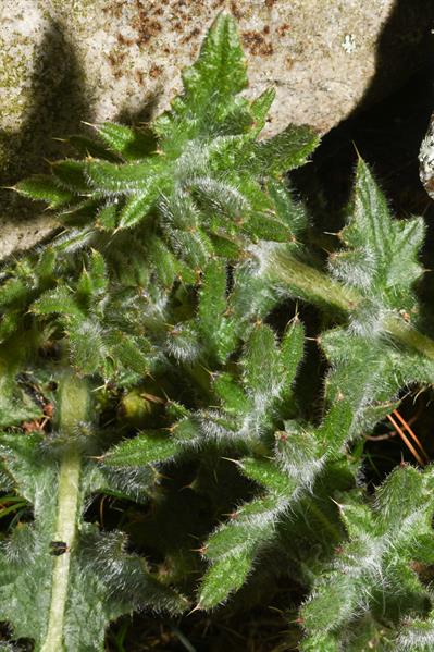 Cirsium vulgare