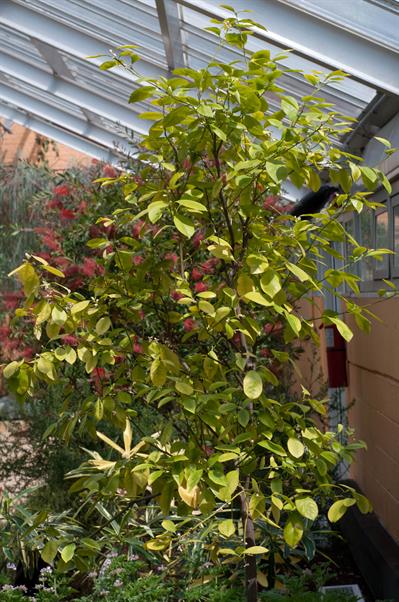 Citrus reticulata - نارنگی