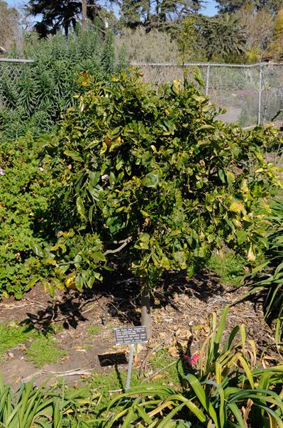 Citrus × aurantium ‘