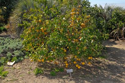 Citrus × paradisi ‘C