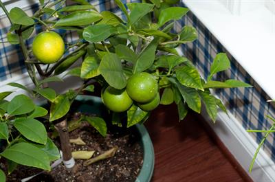 Citrus ×aurantiifoli