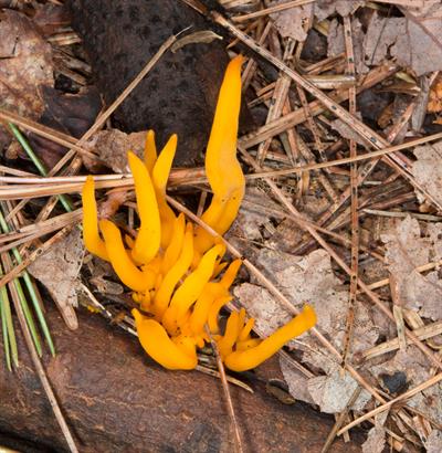 Clavulinopsis fusif