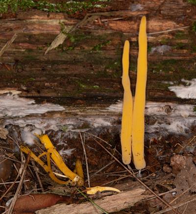 Clavulinopsis laeti