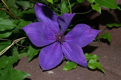 Clematis