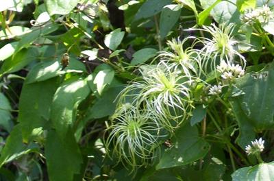 کلماتیس ویرجینیایی، woodbine