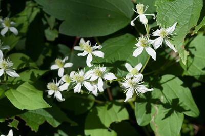 Clematis virginiana - پیچک ویرجینیایی