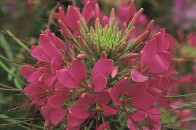 Cleome
