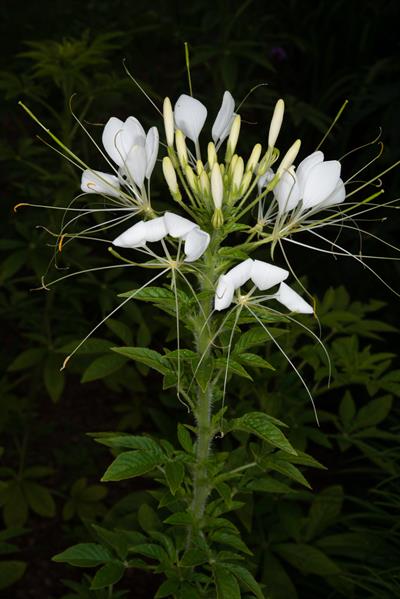 Cleome hassleriana