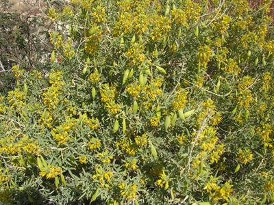Bladderpod