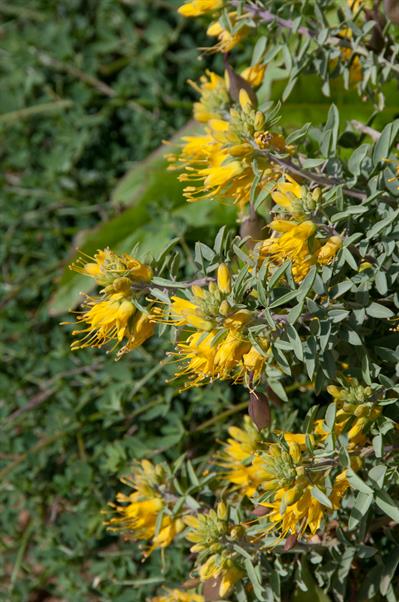 bladderpod، از خانواده Cleomaceae