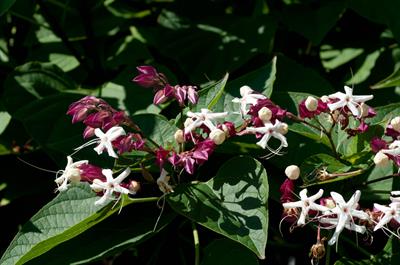 Clerodendrum trichot