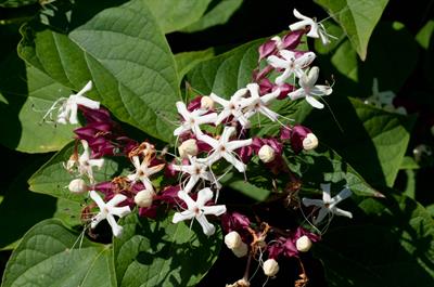 کلرودندروم هارلکوئین (درخت بادام‌زمینی)