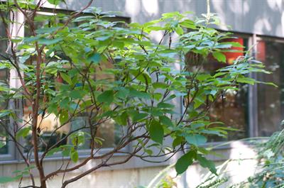 Clethra acuminata