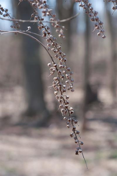 Mountain white alder