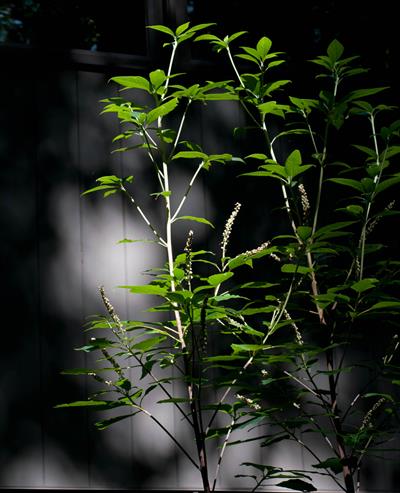 معرفی گیاه کلثرا کوهستانی (Mountain Sweet Pepperbush)  - Clethra acuminata