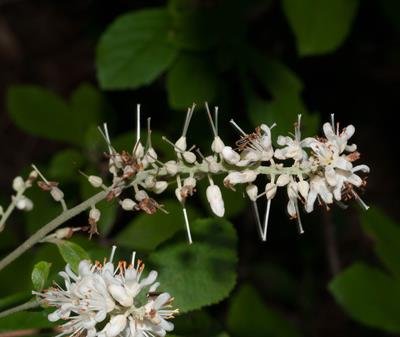 Sweet Pepperbush