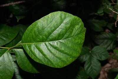 کلثرا تابستانه (شمشاد ساحلی معطر)