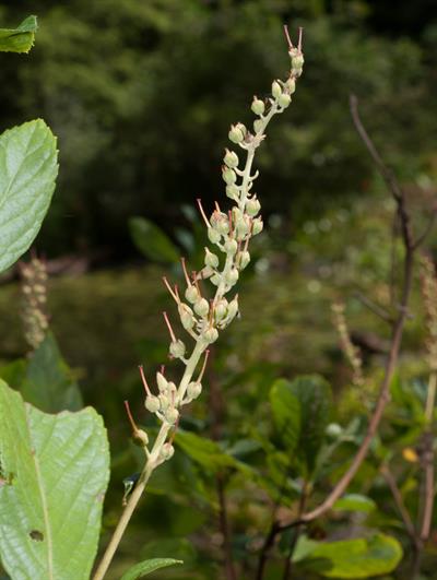 Clethra alnifolia
