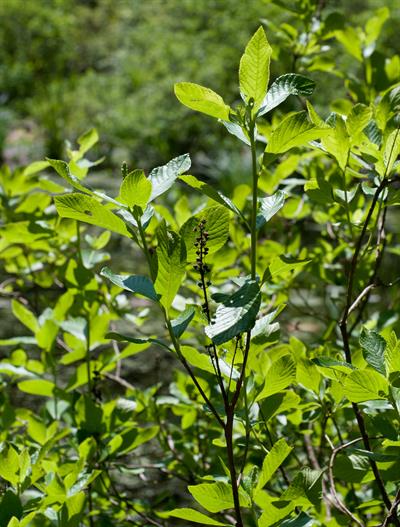 Sweet pepperbush