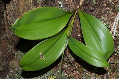 Clintonia borealis