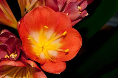 Clivia miniata