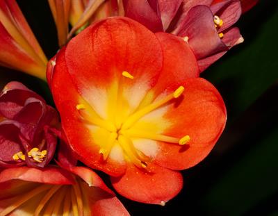 Clivia miniata