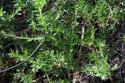 bushrue، بومی کالیفرنیا