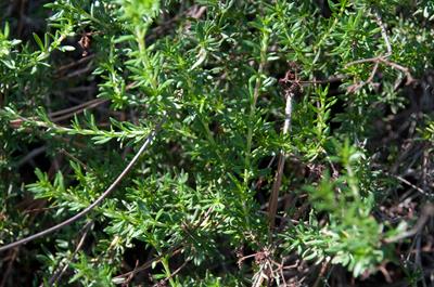 Cneoridium dumosum - سداب بیشه