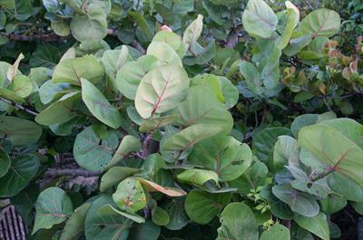 Coccoloba uvifera
