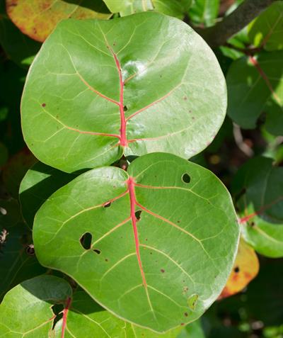 Coccoloba uvifera