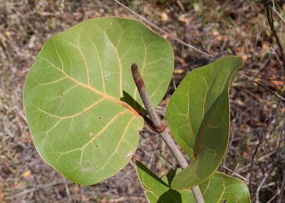 Coccoloba uvifera - انگور دریایی
