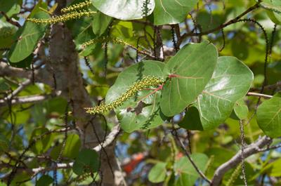 Coccoloba uvifera