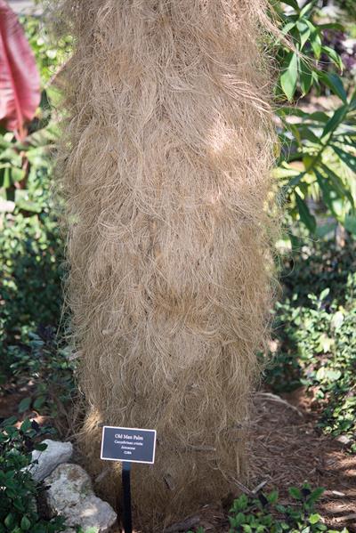Coccothrinax crinita