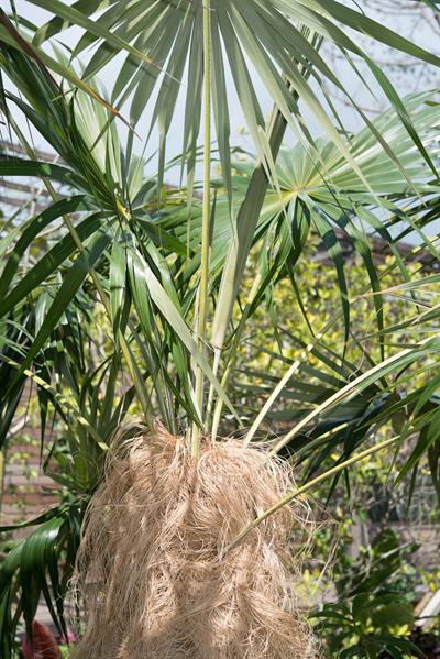 Coccothrinax crinita