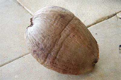 Cocos nucifera